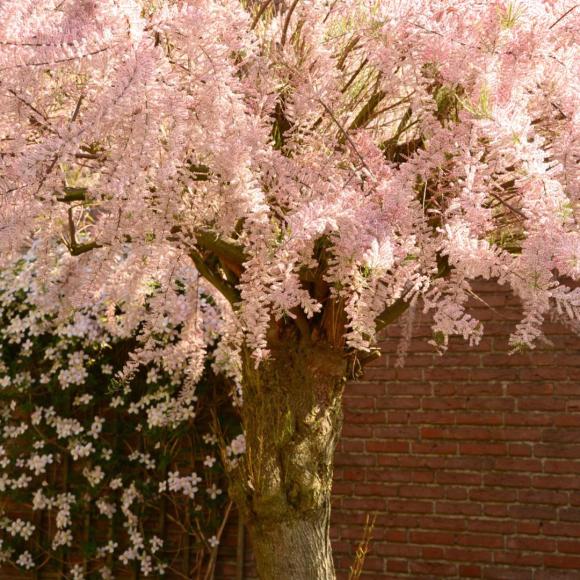 Tamarix tetrandra