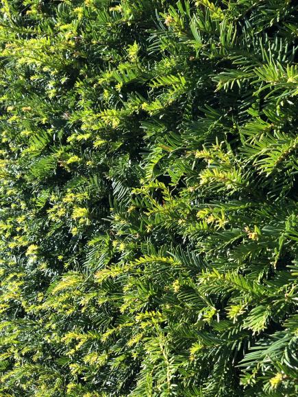 Taxus baccata bol