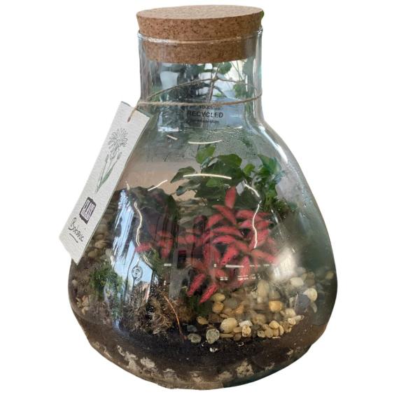 Terrarium vierkant