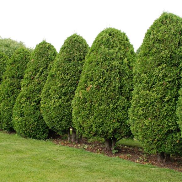 Thuja occ. 'Smaragd'