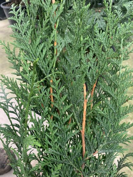 Thuja plicata 'Atrovierens'