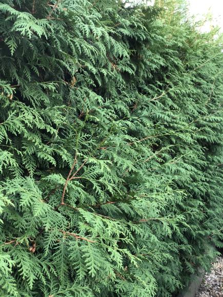 Thuja plicata 'Exelsa'