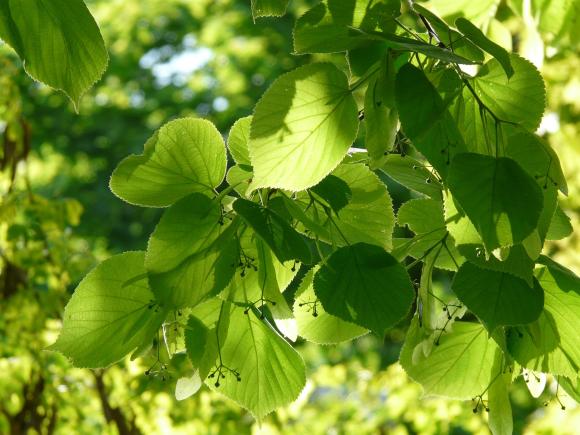 Tilia cordata