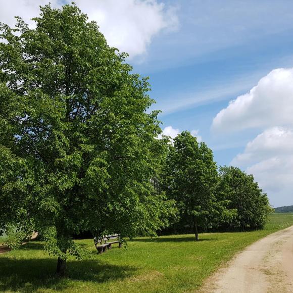 Tilia vulgaris 'Pallida'