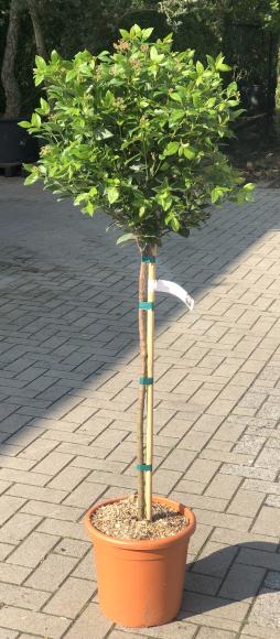 Viburnum tinus 'Spirit'
