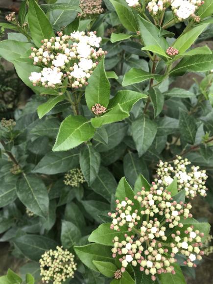 Viburnum tinus