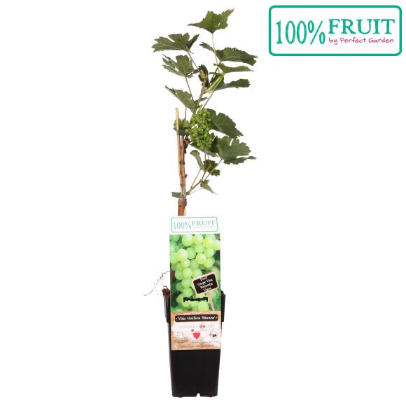 Vitis Bianca (geënt)
