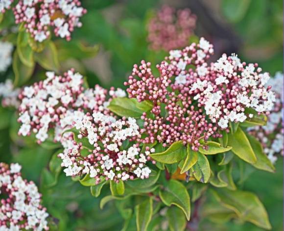 Viburnum tinus 'Lisa Rose'