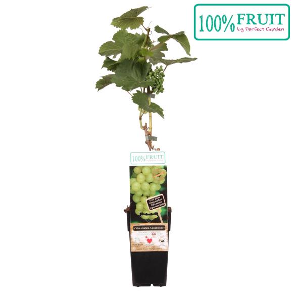 Vitis Lakemount (geënt)