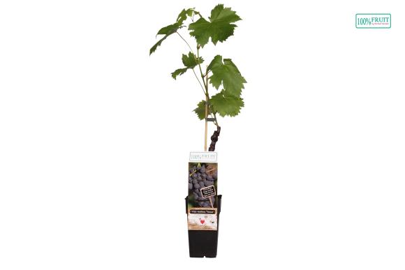 Vitis Venus (geënt)