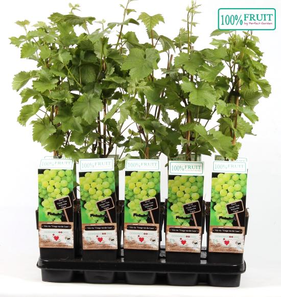 Vitis 'Vroege van der Laan'