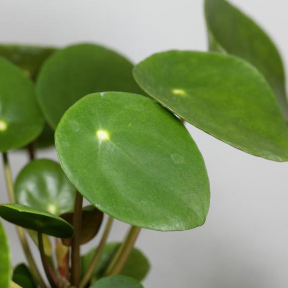 Pilea peperomioides
