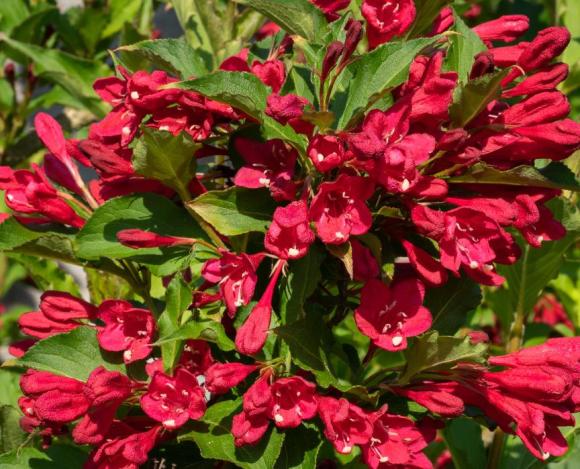 Weigela 'Red Prince'