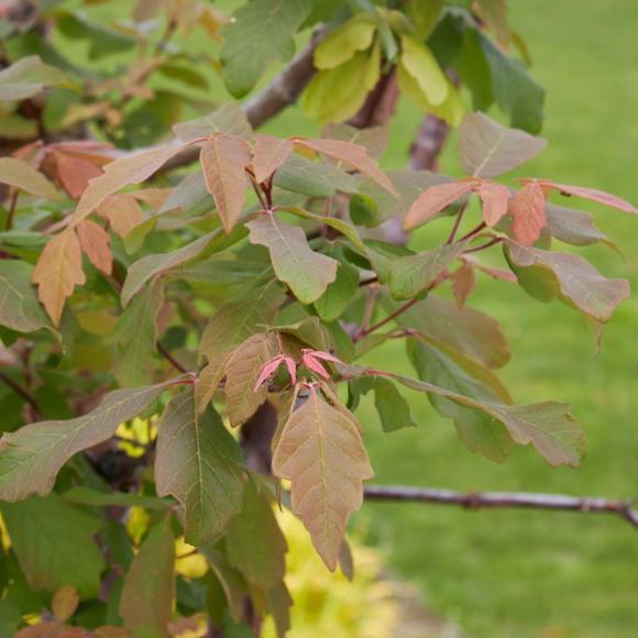 Acer griseum