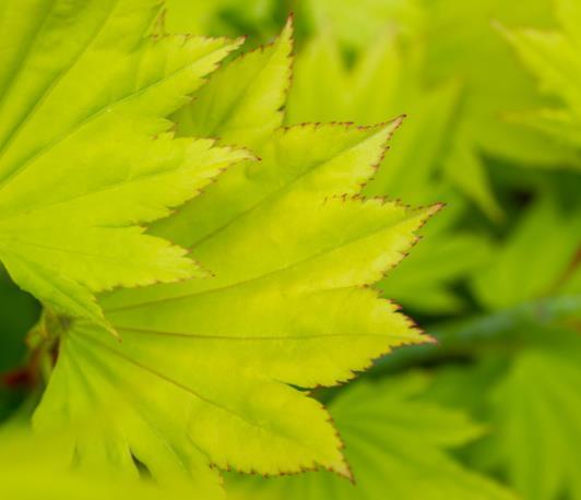 Acer shir. 'Aureum'