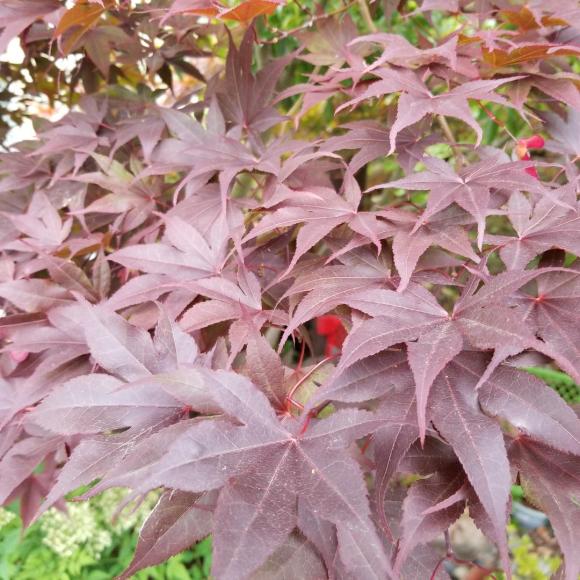 Acer palmatum 'Bloodgood'