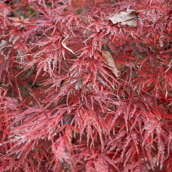 Acer palmatum 'Dissectum'