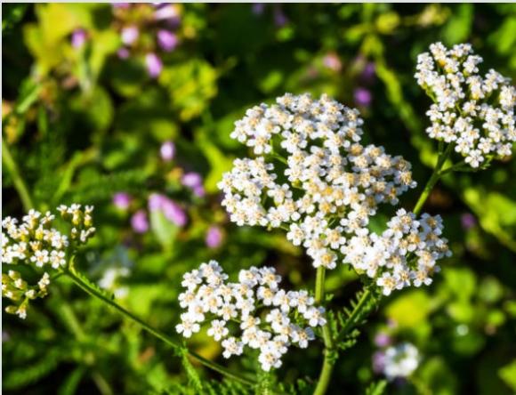 Achillea millefolium