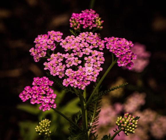 Achillea 'Cerise Queen'