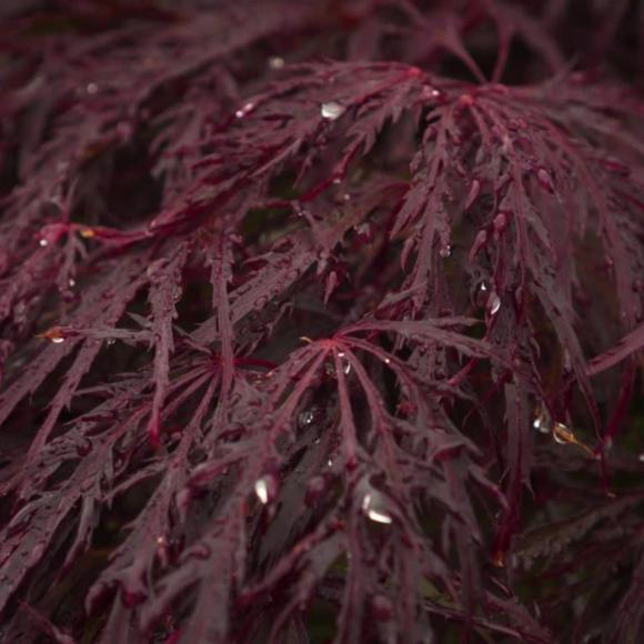 Acer palmatum 'Garnet'