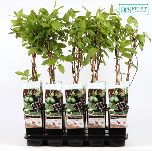 BIO Actinidia arguta Kiwiberry (Issai)