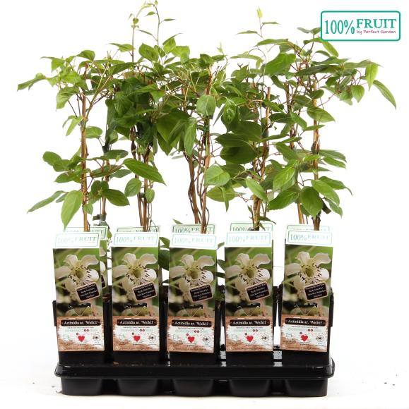 Actinidia arguta Weikii