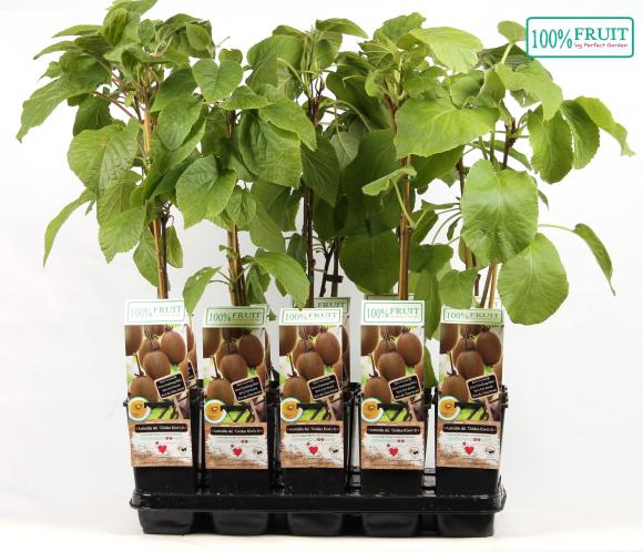 Actinidia deliciosa Golden Kiwi