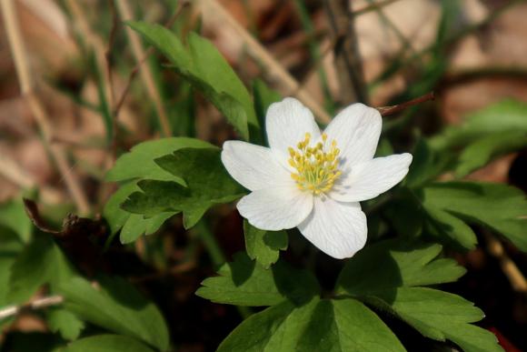 Anemone nemorosa