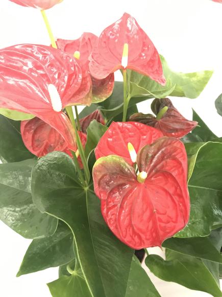 Anthurium beliza rood