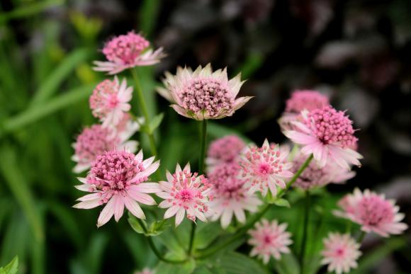 Astrantia 'Buckland'