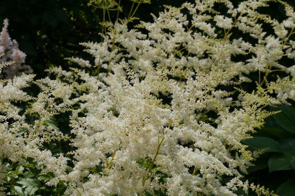 Astilbe 'Deutschland'