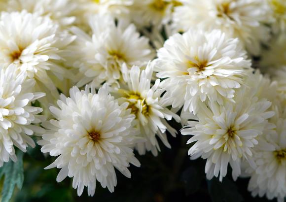 Aster n.-b. 'White Ladies'
