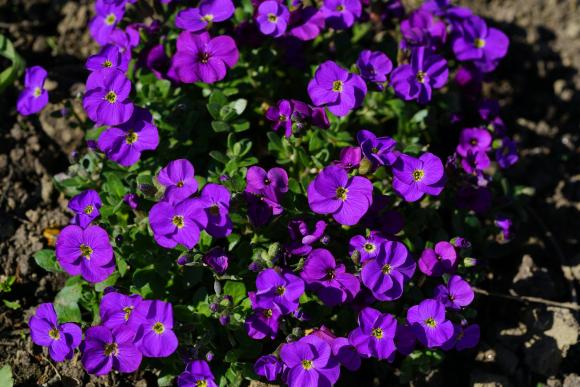 Aubrieta Blaumeise