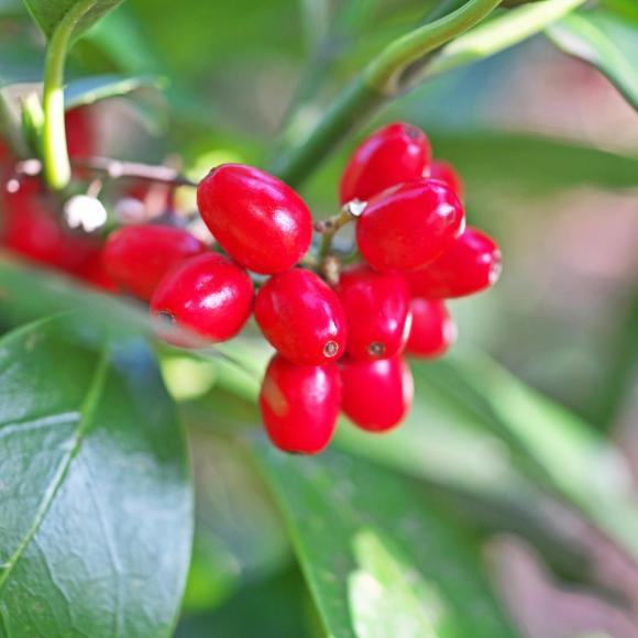 Aucuba jap. 'Rozannie'