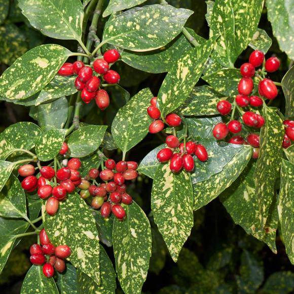Aucuba jap. 'Variegata'
