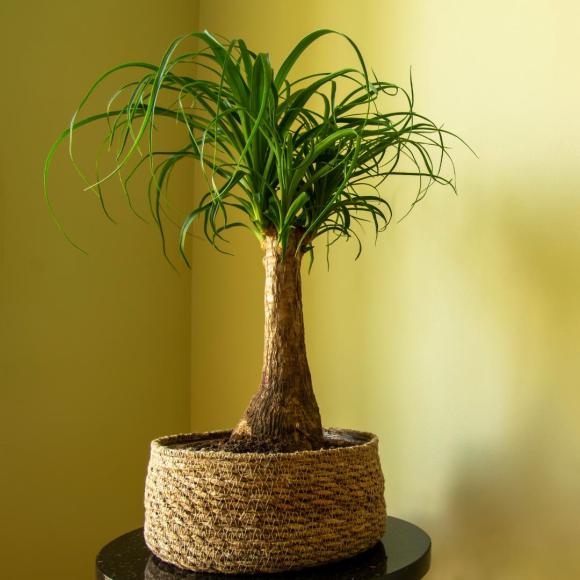 Beaucarnea recurvata