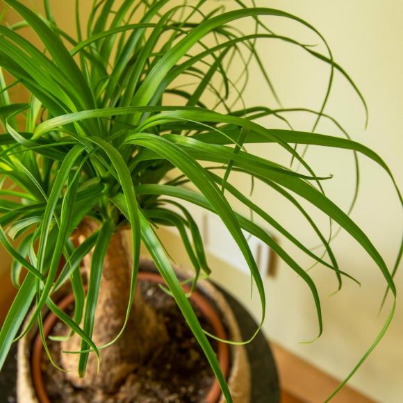 Beaucarnea recurvata