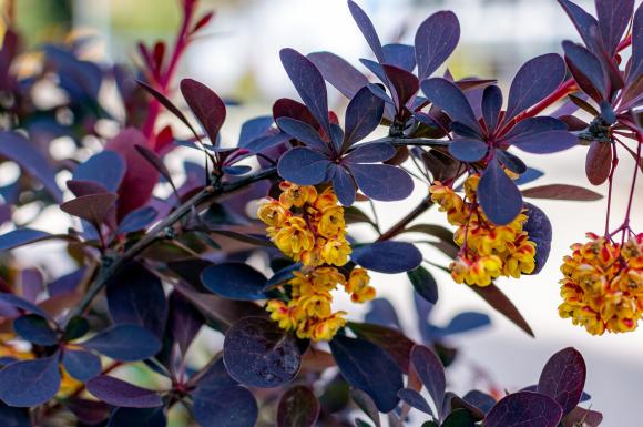 Berberis thunbergii