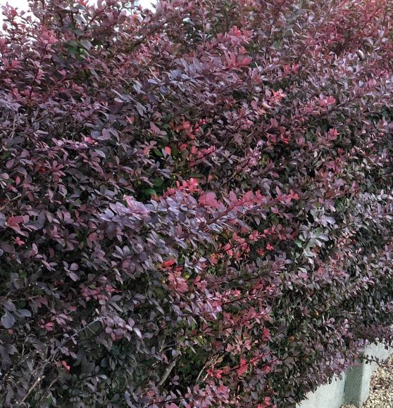 Berberis thunb. 'Atropurpurea'