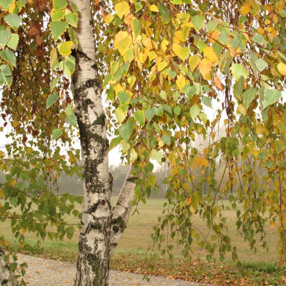 Betula pendula 'Youngii'