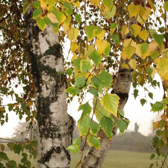 Betula pendula 'Youngii'