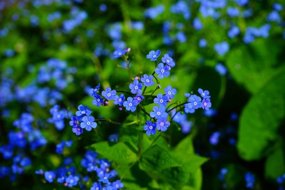 Brunnera macrophylla