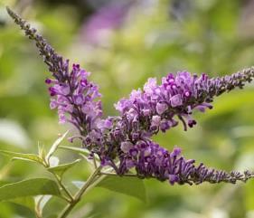 Buddleja Agrus Velvet