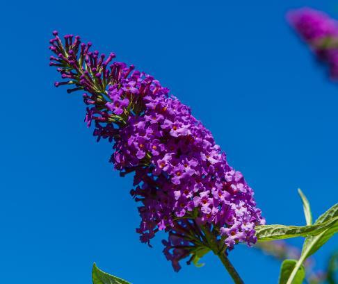 Buddleja dav. 'Nanho Purple'