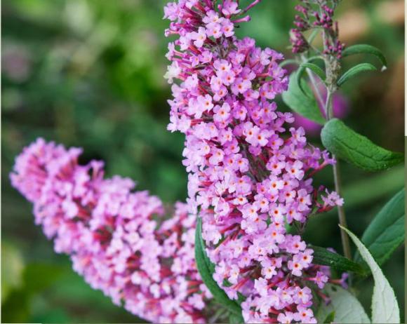 Buddleja dav. 'Pink Delight'