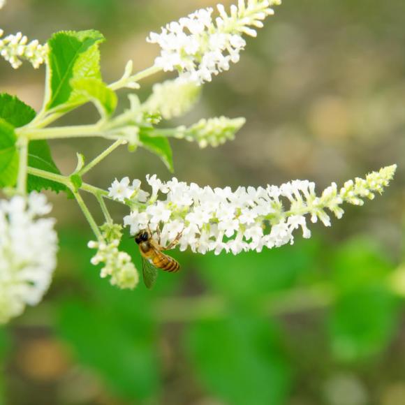 Buddleja dav. 'White Bouquet'