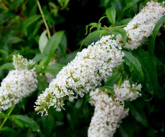 Buddleja dav. 'White Profusion'