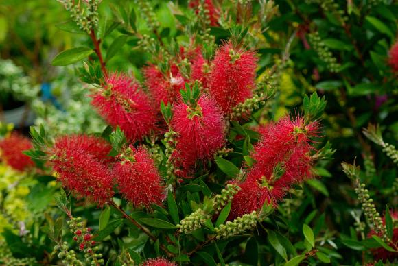 Callistemon laevis