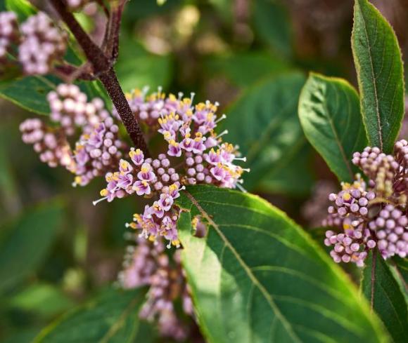 Callicarpa bodinieri 'Giraldii'