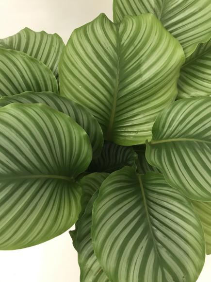 Calathea Orbifolia